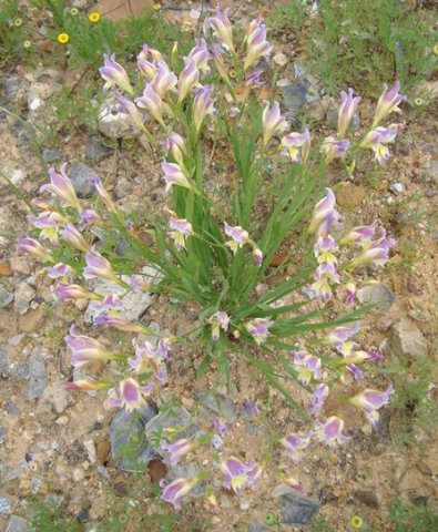 Gladiolus venustus many-flowered clump